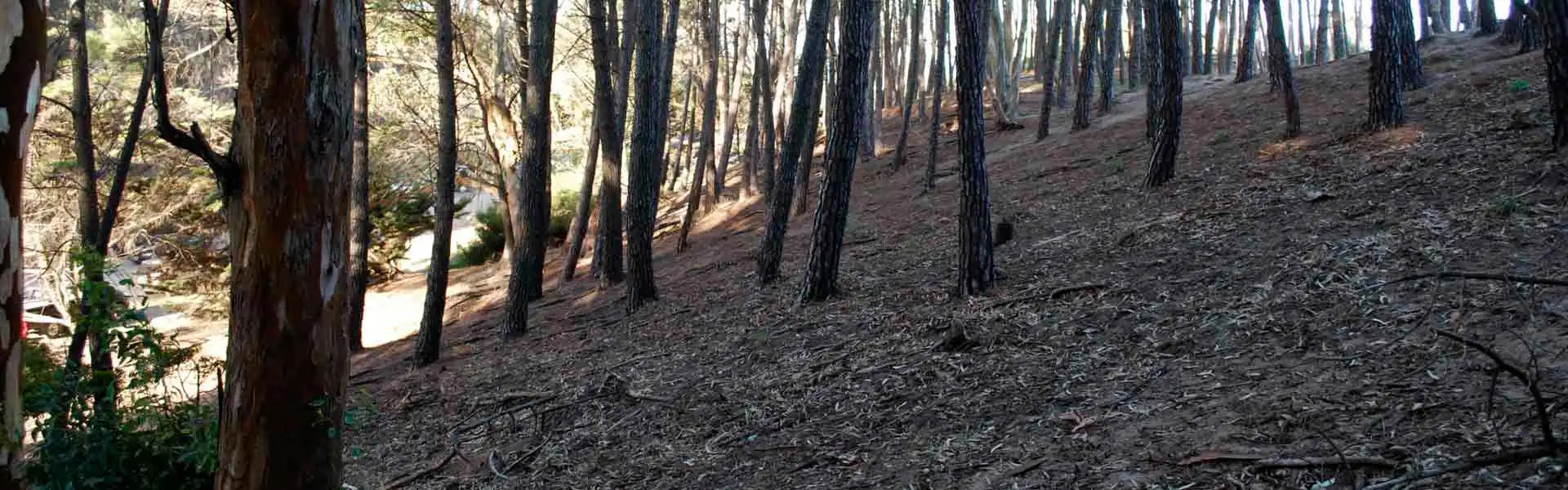 Vivero o bosque Dun�cola de la ciudad de Miramar