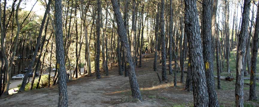 Vivero, Bosque de Miramar